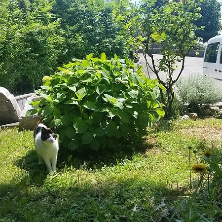 Vesna Free Parking *