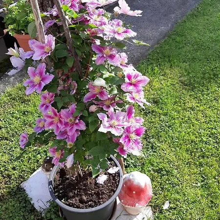 Vesna Free Parking Apartment Opatija