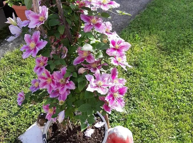 Vesna Free Parking Apartman Abbázia