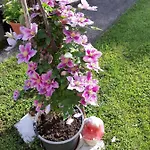 Vesna Free Parking Appartement Opatija